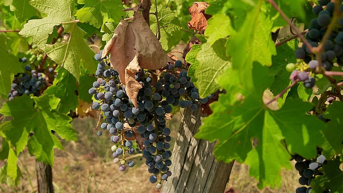 Villány grape harvest to fall 30% as drought grips Hungary's south