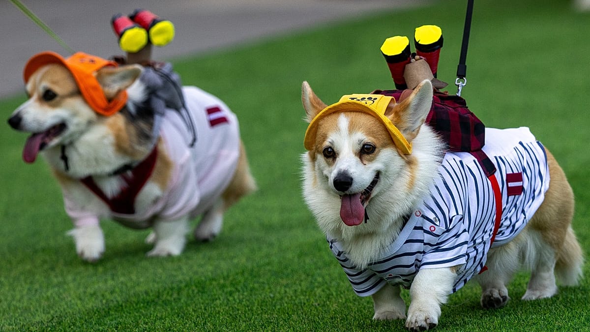 Vilnius hosts quirky corgi festival with races and costume contests
