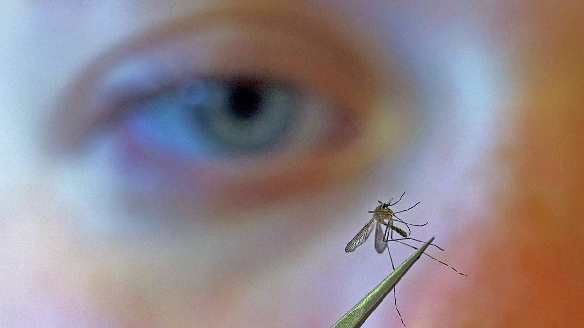 West Nile Virus Prevention: Simple Steps as Cases Rise Across Southern Europe