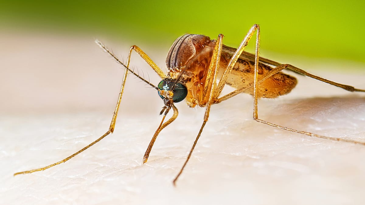 West Nile Virus Spreads Across Southern Europe: 21 Cases in Greece