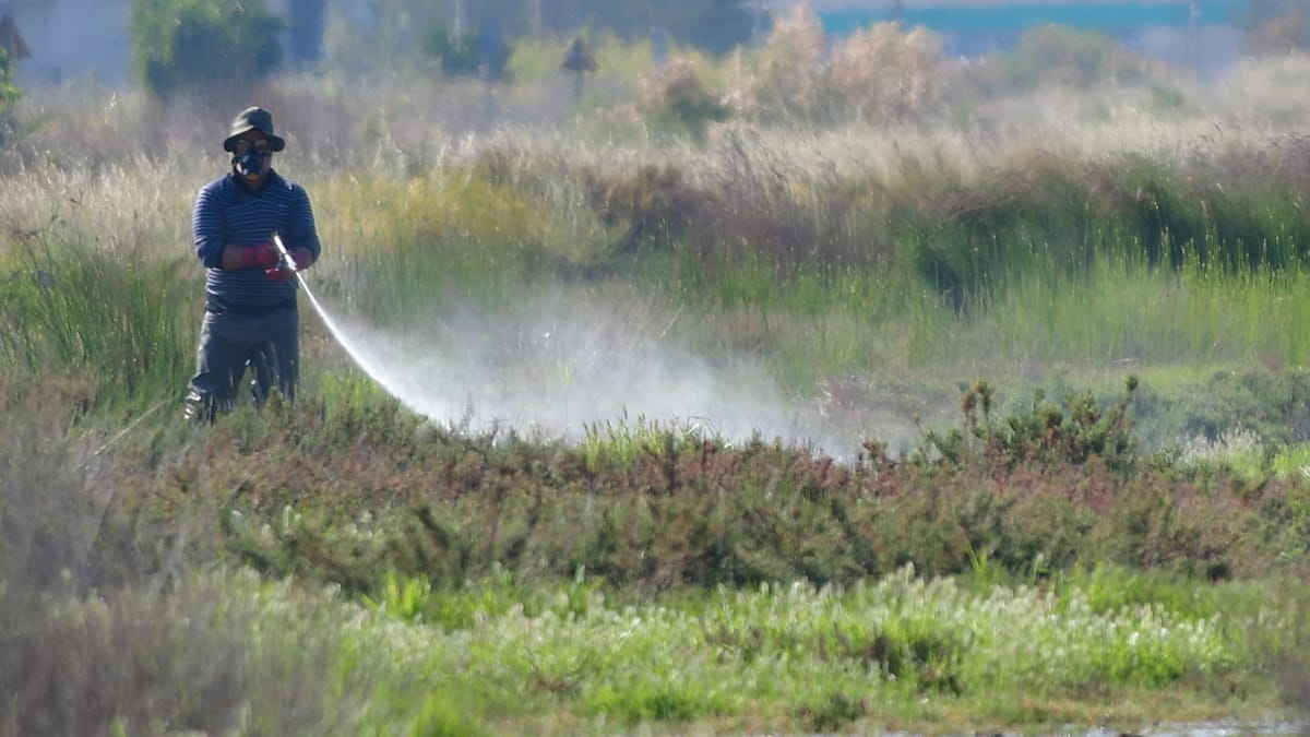 West Nile virus surge in Greece with Attica at the epicentre