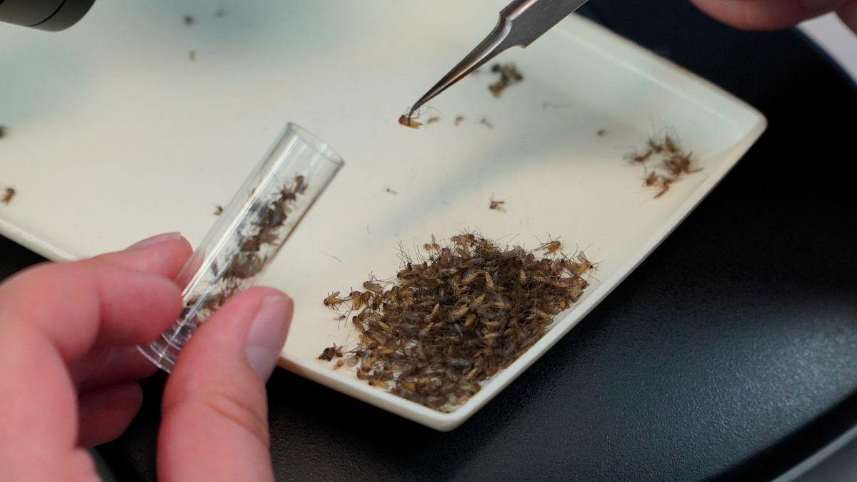 West Nile virus surges in Greece and Italy as Europe reports rising cases
