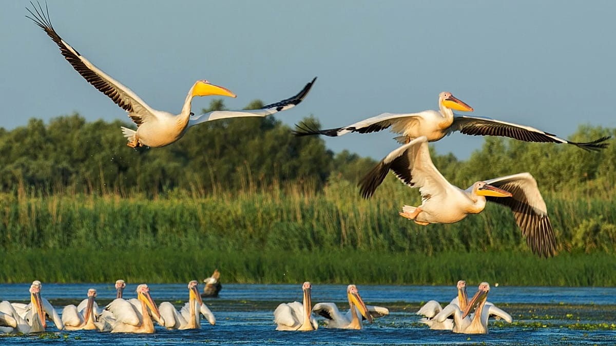 Why 2027 is shaping up as Europe's year for birdwatching trips