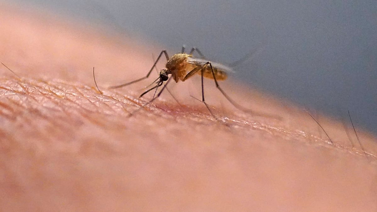 Why Different Mosquito Species Prefer Different Human Scents