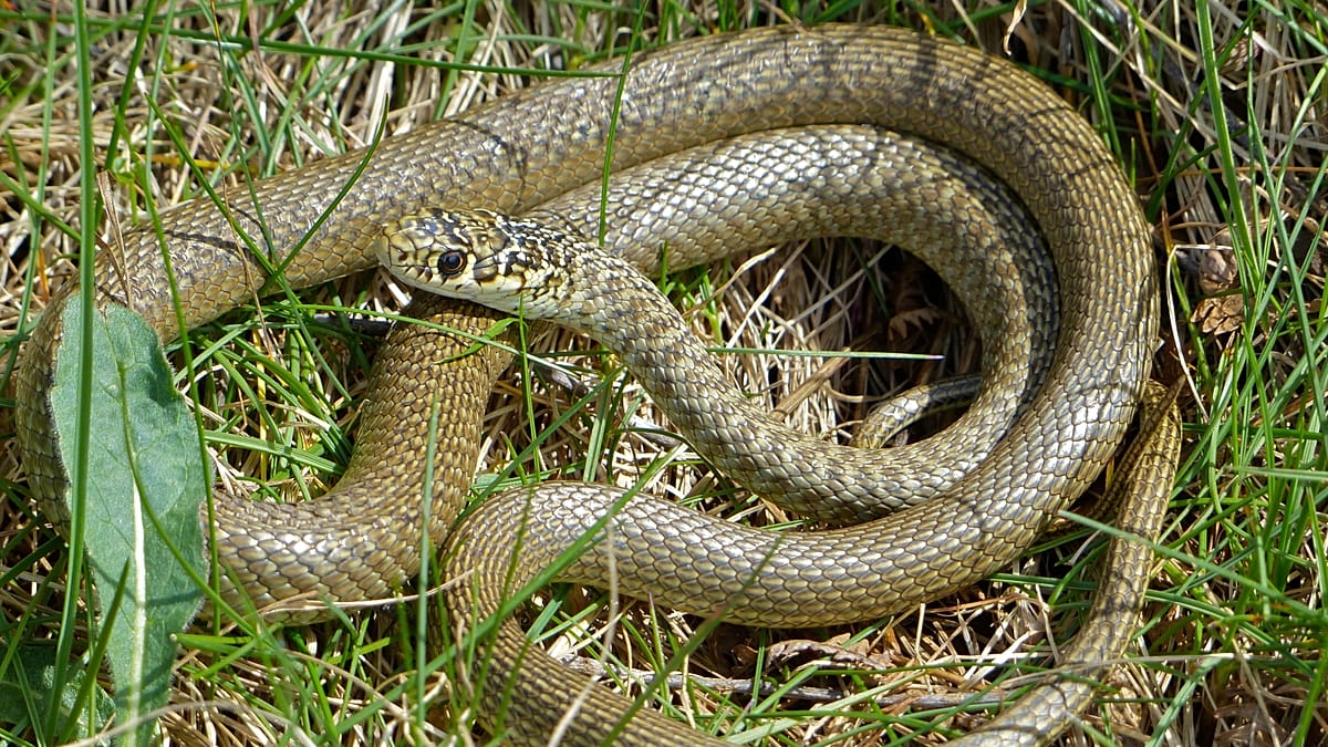 Why the Western Whip Snake Is Becoming a Problem for German Biodiversity