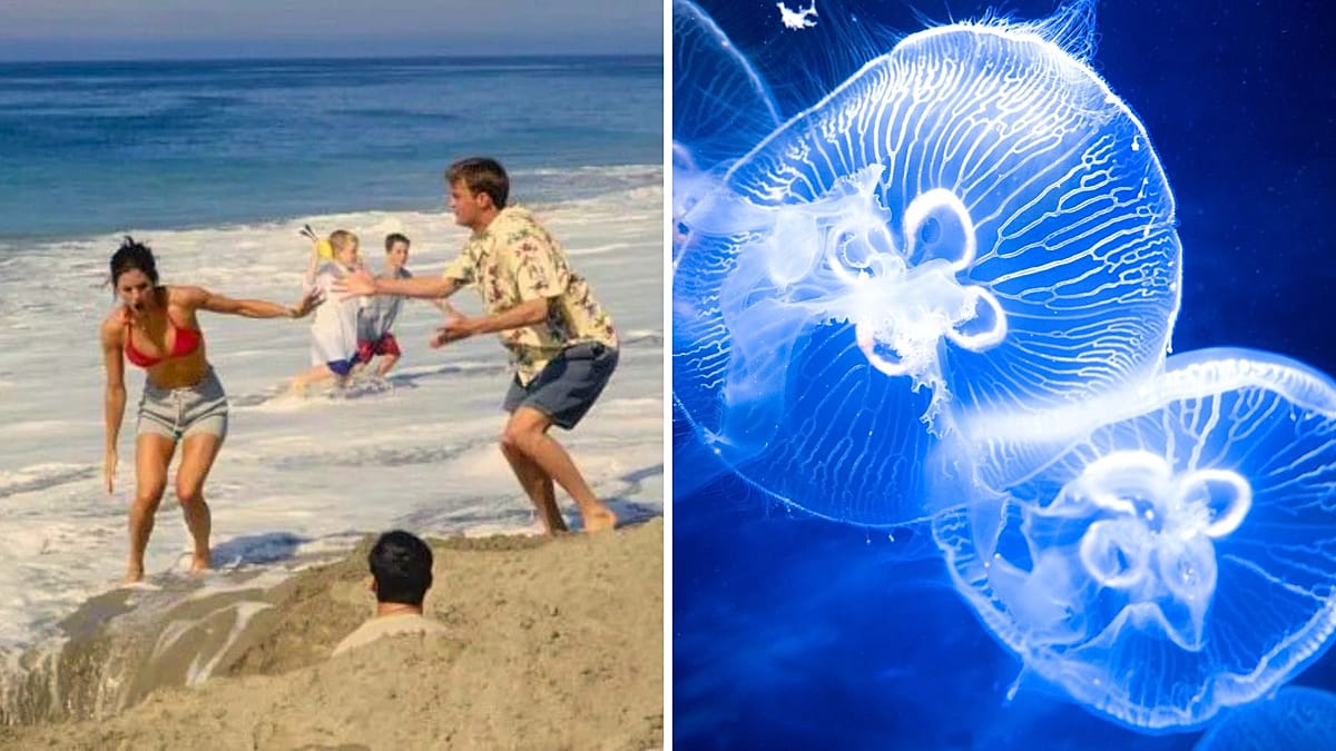 Why You Should Never Pee on a Jellyfish Sting: Debunking a 'Friends' Myth