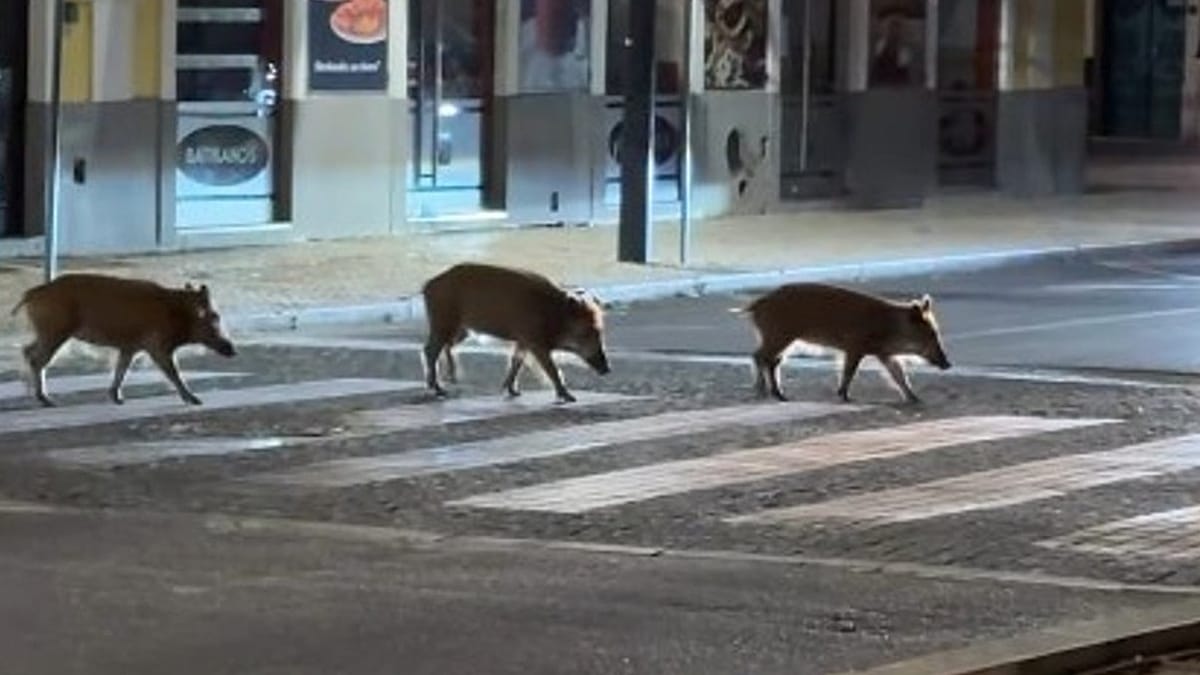 Wild boar filmed crossing Setúbal streets at night as council urges caution