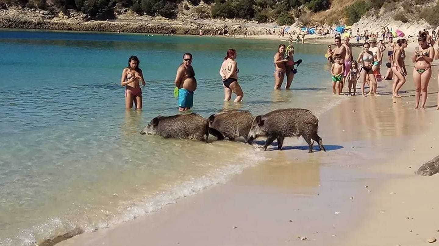 Wild Boars Raid Beachgoers' Picnics at Portugal's Portinho da Arrábida