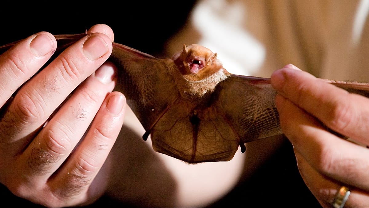Wind turbines kill 1.5 million bats a year in US, study finds