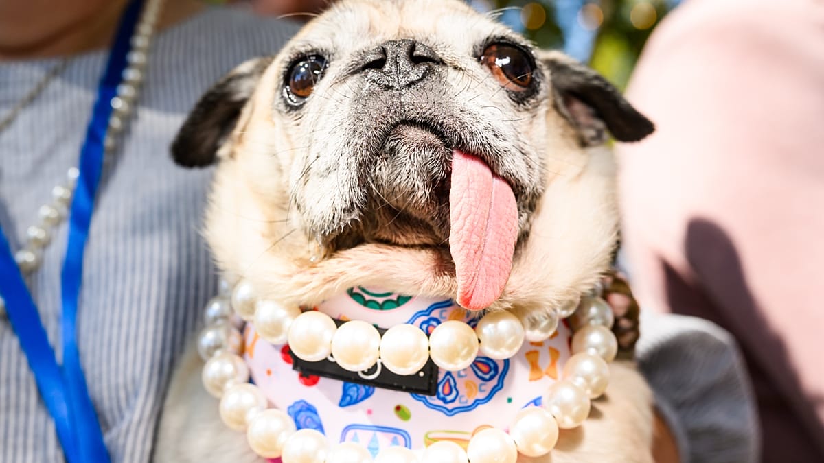 World's Ugliest Dog Contest crowns pug Jinny Lu at 50th edition